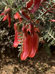 Lessertia frutescens