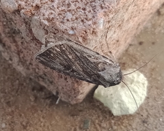 Noctuinae