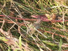 Ophiogomphus cecilia