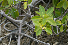 Rhizophora mangle