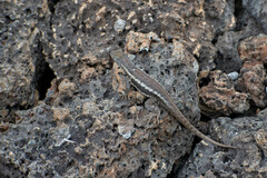 Microlophus bivittatus