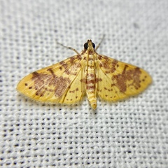 Conogethes haemactalis