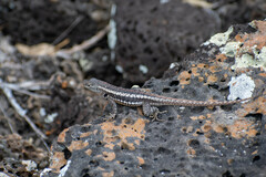 Microlophus bivittatus