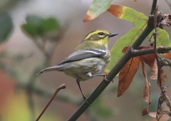 Setophaga townsendi
