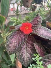Episcia