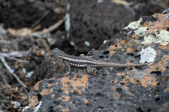 Microlophus bivittatus