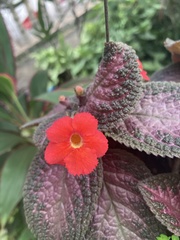 Episcia