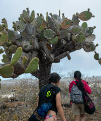 Opuntia galapageia