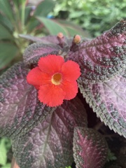 Episcia