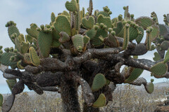 Opuntia galapageia