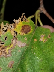 Marssonina betulae