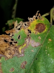 Marssonina betulae