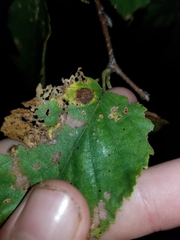 Marssonina betulae
