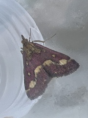 Pyrausta purpuralis