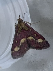 Pyrausta purpuralis