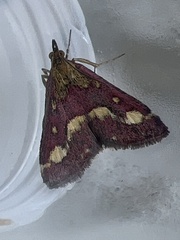Pyrausta purpuralis