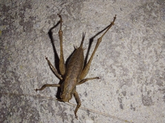 Pholidoptera griseoaptera