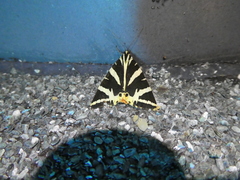 Euplagia quadripunctaria