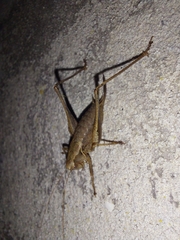 Pholidoptera griseoaptera