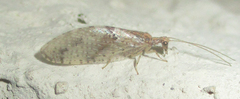 Micromus africanus