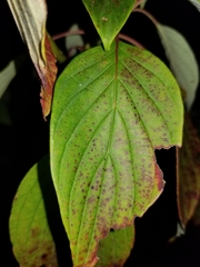 Sphaerulina cornicola