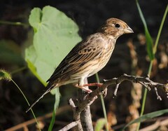 Emberiza calandra