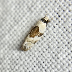 Euphiltra epilecta