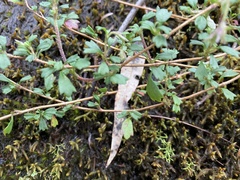 Xanthosia tridentata