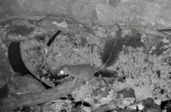 Phascogale tapoatafa