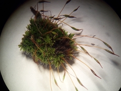 Tortula muralis muralis