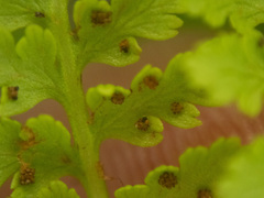 Athyrium americanum