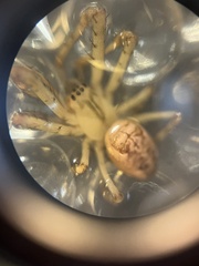 Metellina segmentata