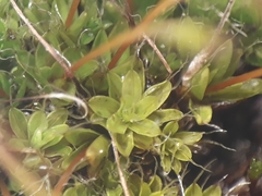 Tortula muralis muralis