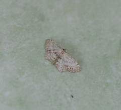 Idaea