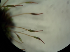 Tortula muralis muralis