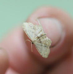 Idaea