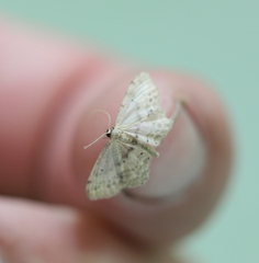Idaea