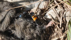 Nicrophorus vespilloides