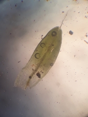 Tortula muralis muralis