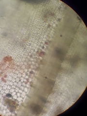 Tortula muralis muralis