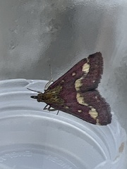 Pyrausta purpuralis