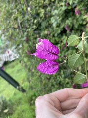 Bougainvillea glabra