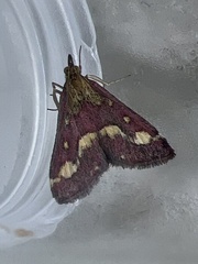 Pyrausta purpuralis