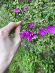 Bougainvillea glabra