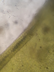 Tortula muralis muralis