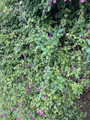 Bougainvillea glabra