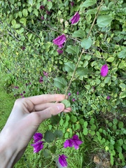 Bougainvillea glabra