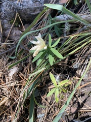 Trifolium lupinaster