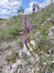 Polygala cretacea