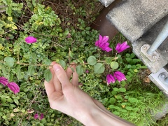 Bougainvillea glabra